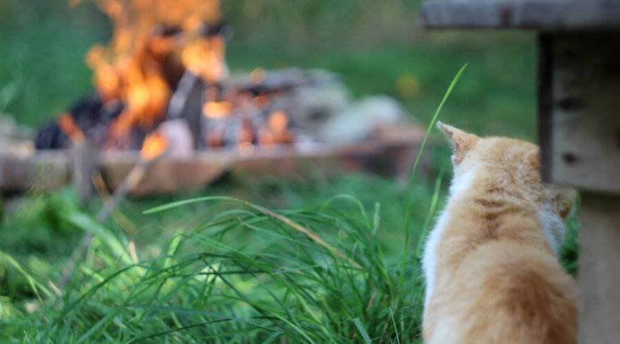 Cat by the campfire