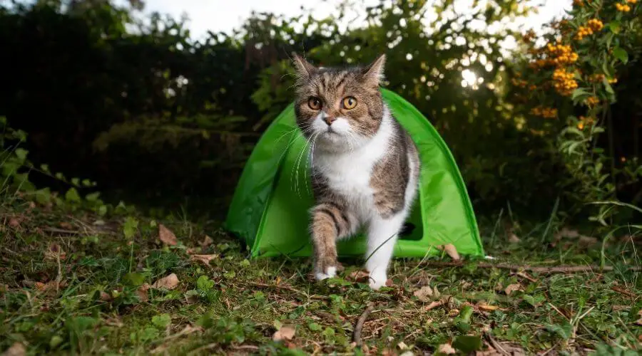 Cat enjoying the outdoors with a green cat tent