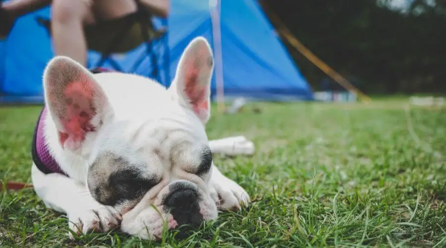 Pup sleeping at a campsite 