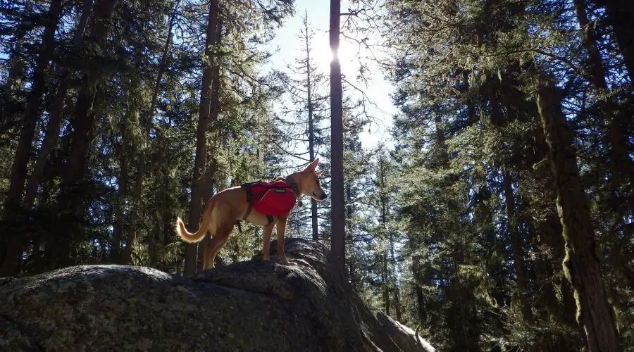 Dog up on a rock in the forest during a camping trip