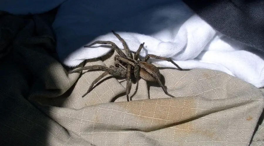 Wolf spider inside a camping tent